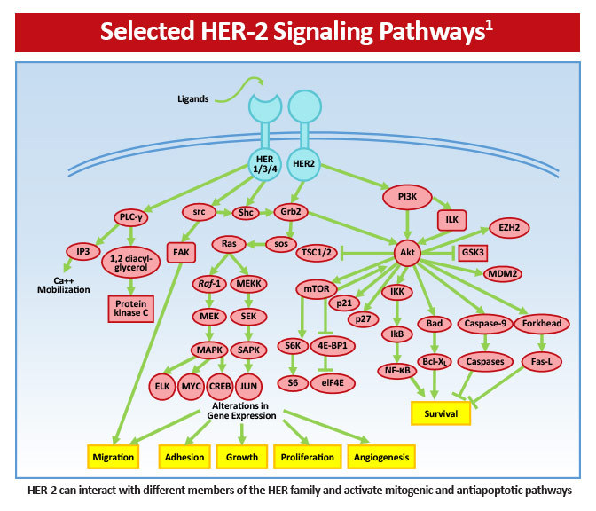 Her2 Positive Breast Cancer Pathophysiology Oncology Nurses Quality